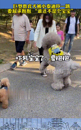 一年轻女子带自家的贵宾犬出去逛街,一路上吸足了路人的目光