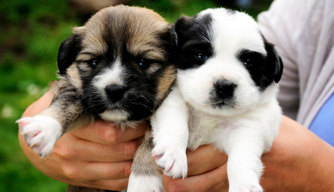 狗狗患病治不好了主人含泪为它安乐死,临死前狗狗的眼神让人难忘