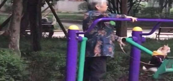 奶奶为狗子买了一架飞机,狗:这飞机不错,但怎么总在原地飞呢?