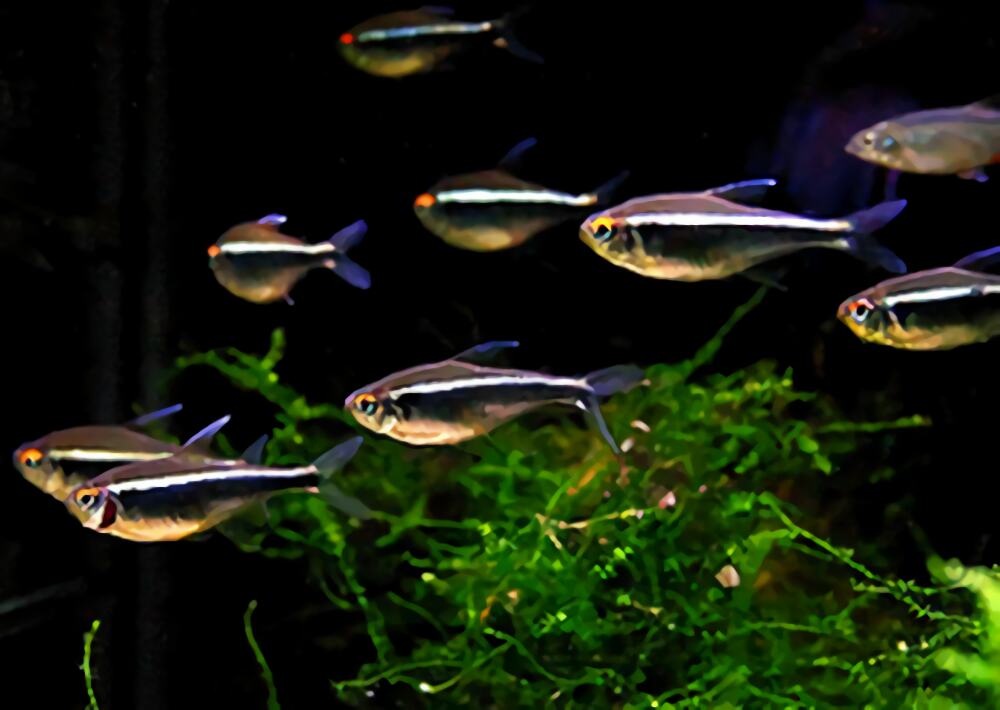 黑莲灯身份信息