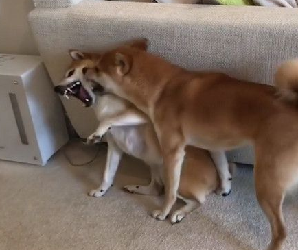 日本柴犬兄弟超级爱打架 妈妈狮哄秒变乖宝宝