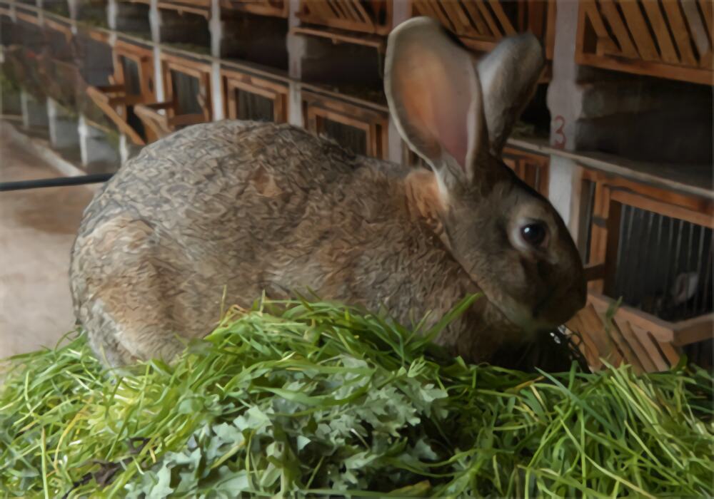 比利时兔身份信息