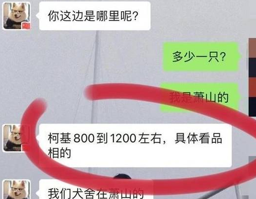 杭州网友一次买狗经历,八百元变成一万元