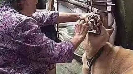 狗狗嫌弃没肉不肯吃饭,奶奶的操作把人看呆:姜还是老的辣