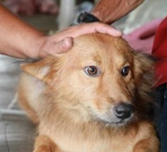 狗狗守护昏倒老人 直至获救