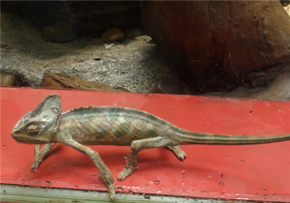 四线石龙子身份信息