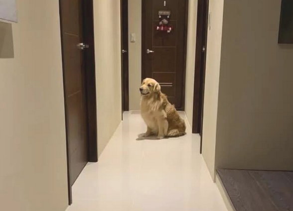 金毛犬想陪生病主人,恪守辛酸约定换一个方法守卫,结果超暖人