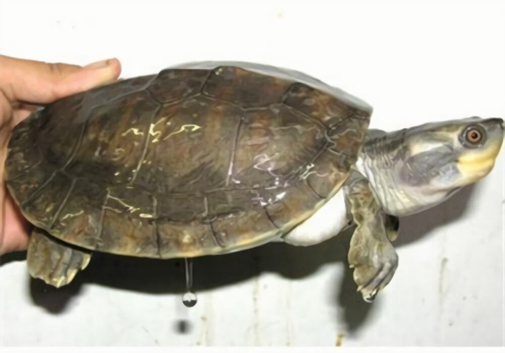 巨型棱背龟身份信息