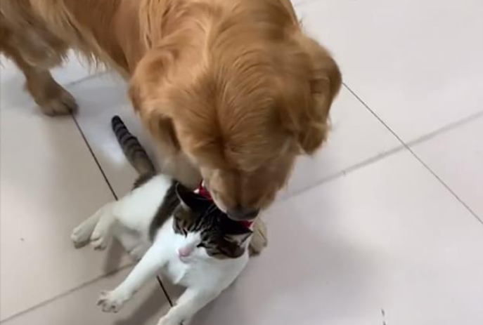 山西一女子怕猫抓伤小孩,“命令”狗将猫拖回来,画面甚是搞笑