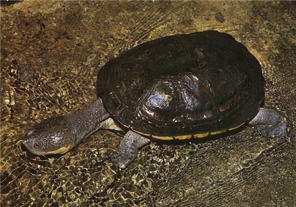 巨头蛇颈龟身份信息