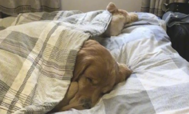 二只狗狗在床上入睡,正中间还刻意留了部位,在给主人暖被窝吗?