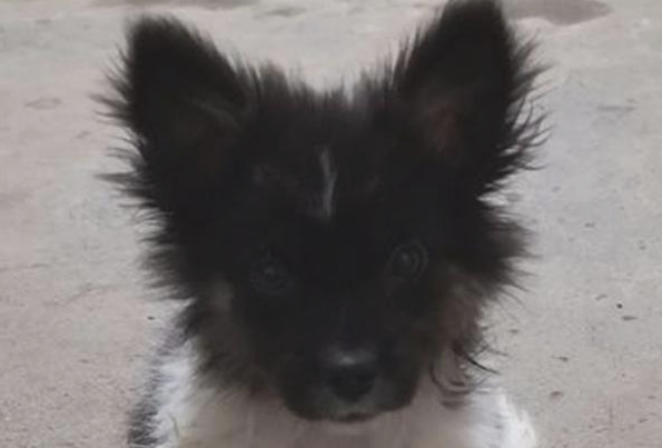 流浪狗饿坏了在快餐厅彷徨好几天，女生带回饲养二天后又悔了