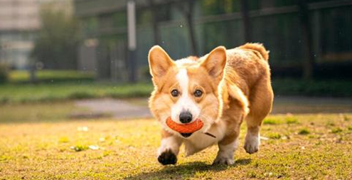 狗为什么喜欢吃屎