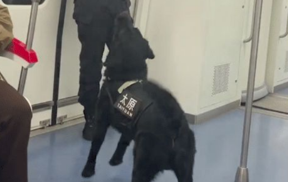 乘警和警犬在地铁上互动玩游戏,其实它也是个孩子呀