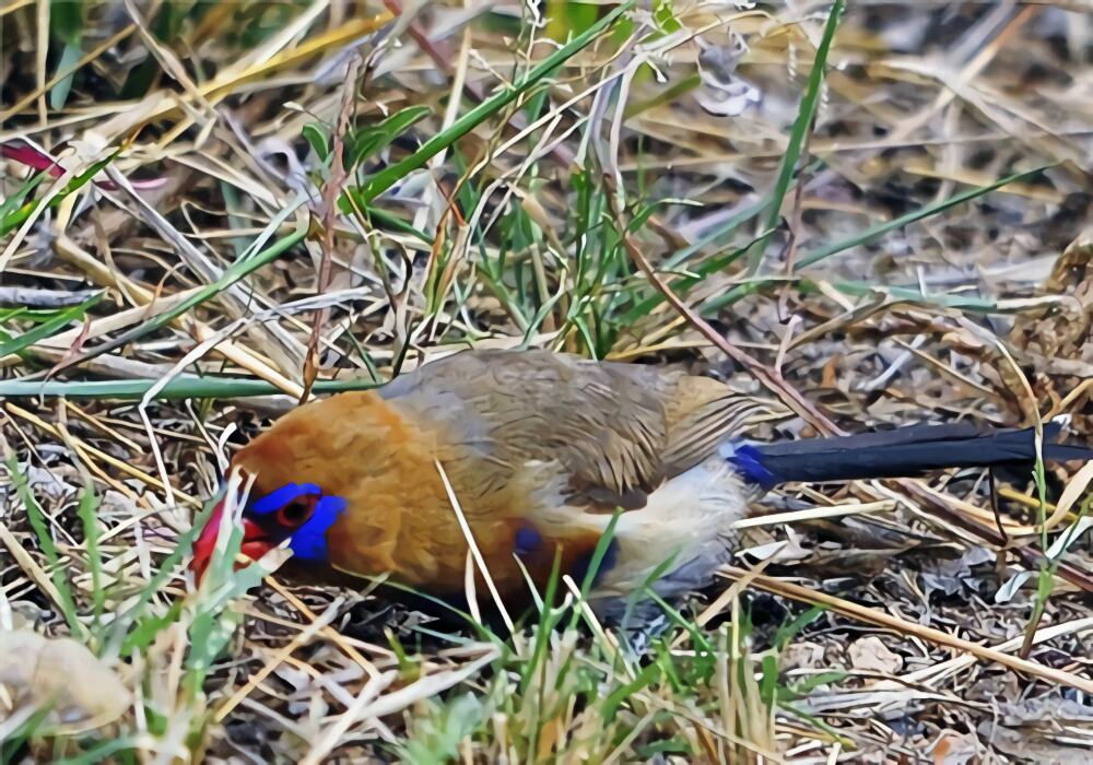 紫蓝饰雀身份信息