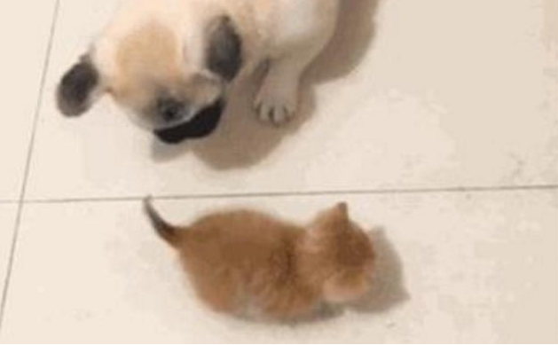 亲人都挺宠溺小橘猫,却让家中的狗狗发脾气,这货一逮着机遇就欺压它
