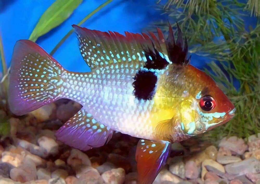 荷兰凤凰身份信息