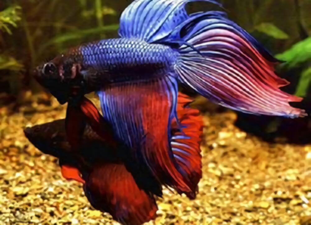 泰国斗鱼身份信息