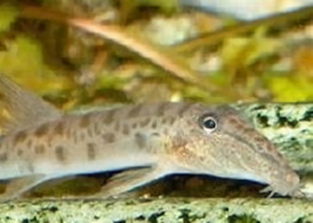 青苔鼠鱼身份信息