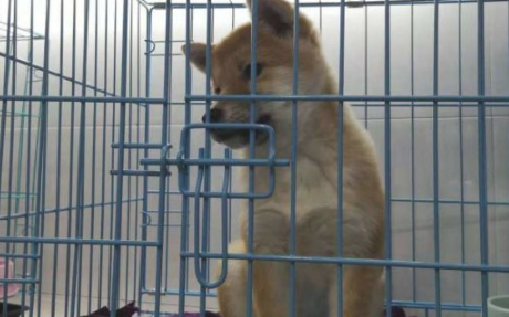 网友去买柴犬,在狗舍一眼全看上它了,結果它还不想要