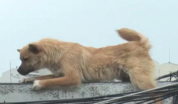 流浪犬立在楼顶围墙旁边,不许所有人挨近,掉下去时大家心都碎了