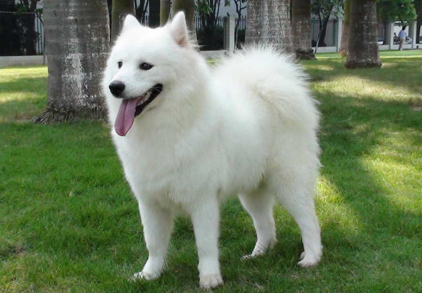 广东地区萨摩耶犬价格揭秘:1200元到8800元不等,谨防受骗