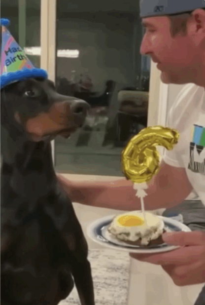 爆笑!狗子过生日满眼都是吃的,主人示爱被忽略......