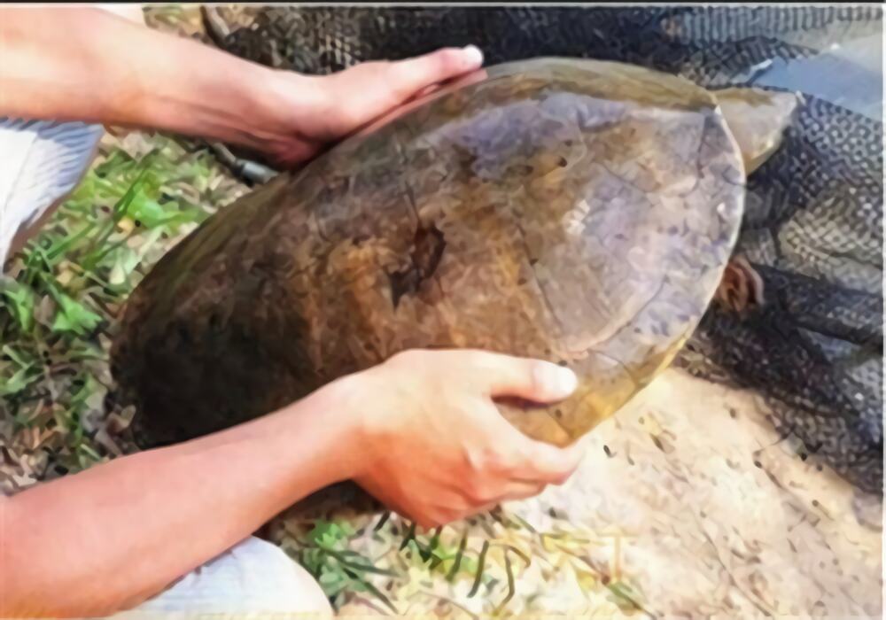 中美洲河龟身份信息