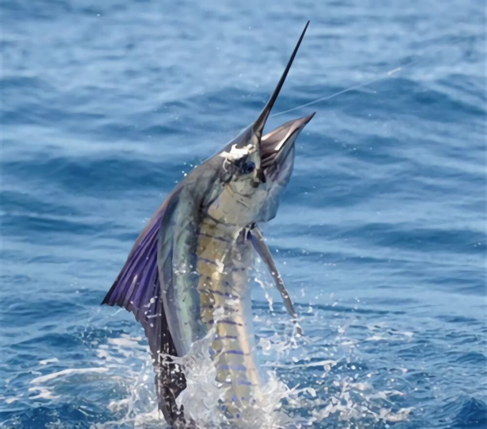 美国旗鱼身份信息