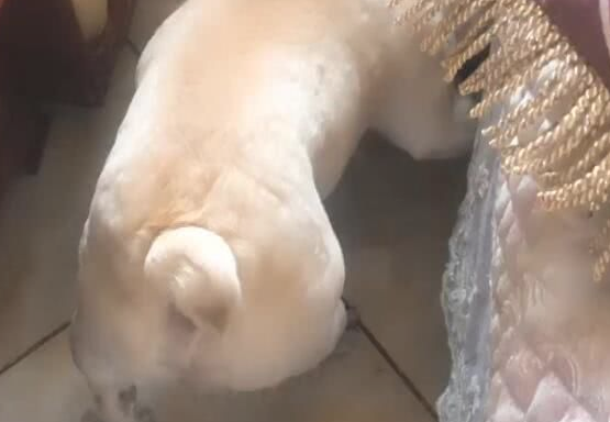 主人袭击狗狗的小屁屁,没想到却被狗咬眼神限时秒杀