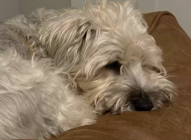 主人放狗狗去刚剪完的草坪上玩，本来在打滚的它滚着滚着就隐形了