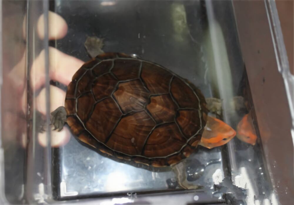 红面泥龟身份信息