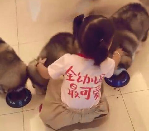 狗狗们非要挤一个盆里吃饭,可把全幼儿园最可爱萝莉给急坏了