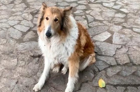 遛狗偶遇苏格兰牧羊犬,意外发现狗狗悲惨身世