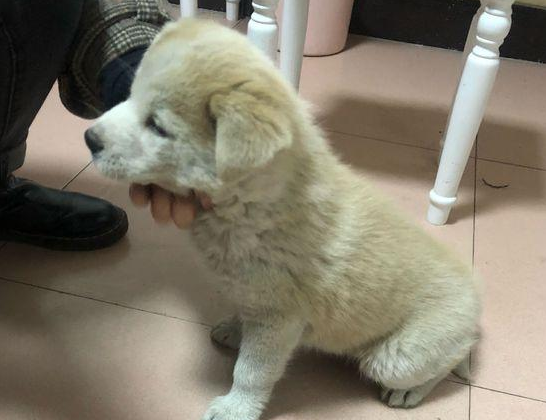 流浪犬孤苦伶仃的在街头卧着,男孩儿用眼角瞅一眼后,这一下狠不下心了