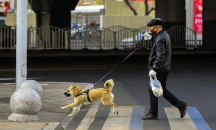 狗有狗道,史上最严“养犬条例”出台!