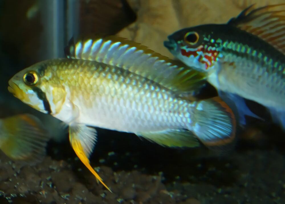 霸王短鲷身份信息