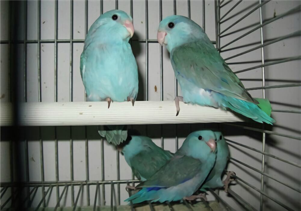 太平洋鹦鹉身份信息