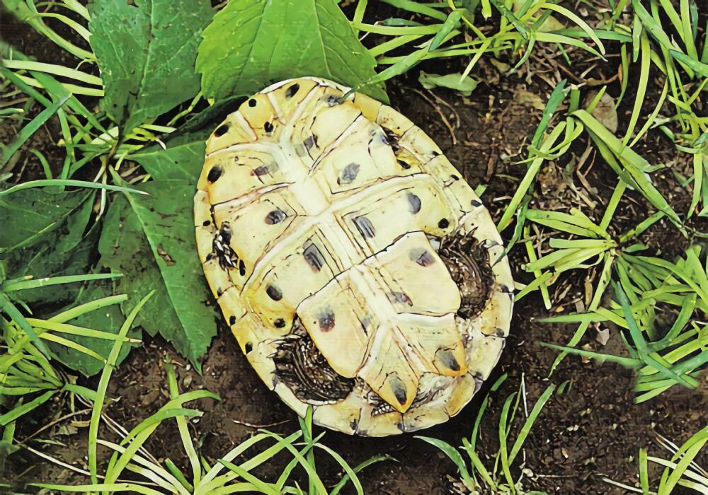 希氏蟾龟身份信息