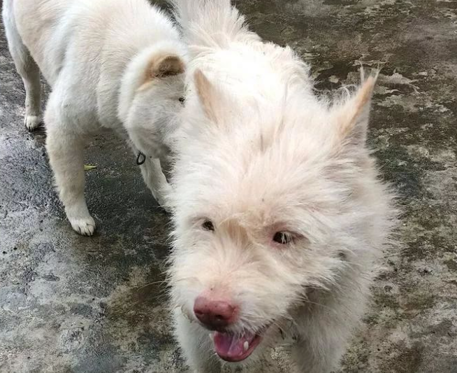 下司犬夹断半截后腿后,被主人嫌弃,狗肉价卖给了贩子