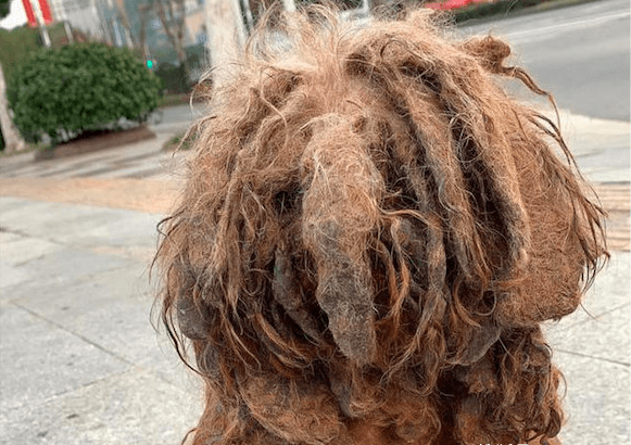 主人嫌弃狗狗太脏,搬家时狠心遗弃,几年后模样令人心疼!