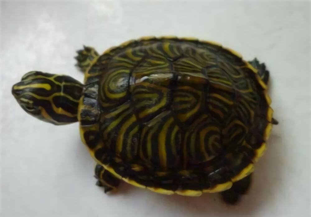 甜甜圈龟身份信息