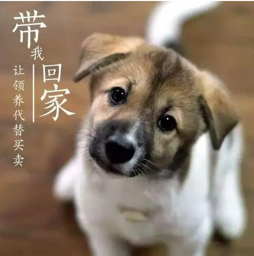 救助流浪狗一年后的感受 | 收养流浪狗一年,它给我的感动一波接一波!