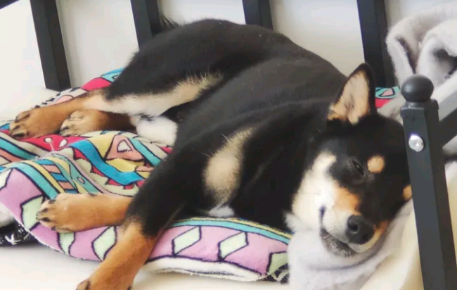 趁柴犬晚上睡觉吃点“独食”,結果被发觉了,狗:因为我吃