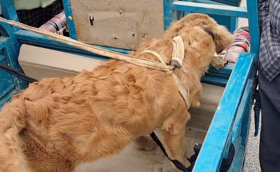 被五花大绑的金毛一到狗市就成焦点,大妈:路上跑了,我上哪撵去