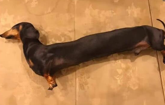 女子去亲戚家坐客,见腊肠犬躺了半小时都没动,伸出手一摸笑喷!