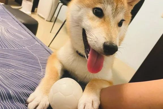秋田犬自小就喜欢叼碗卖萌,可等它长大以后,铲屎官愣住