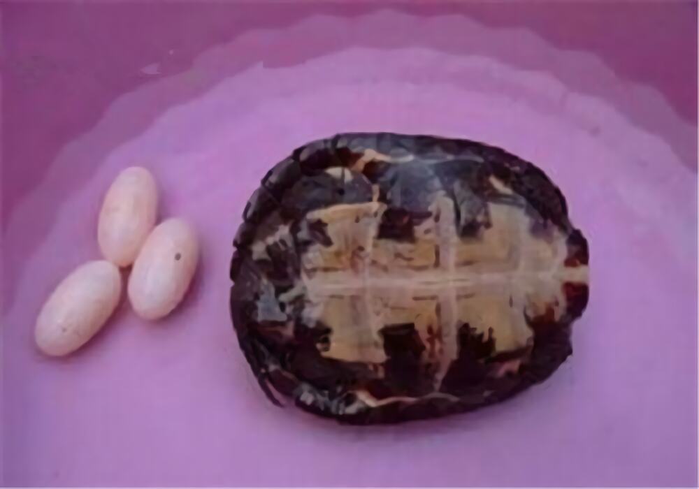 哈米顿氏龟身份信息