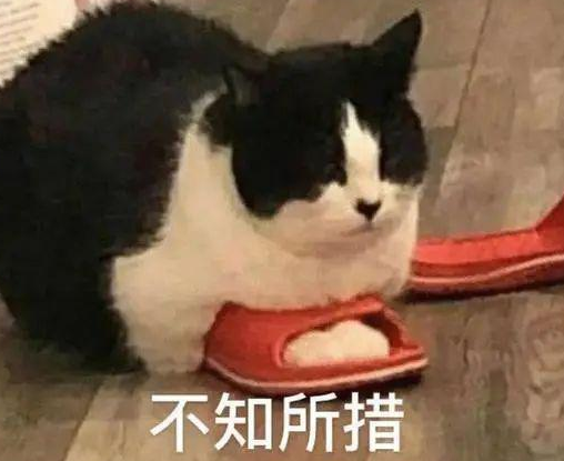 羡慕!狗子过年收2万大红包,主人看了好眼红:零头都比不过