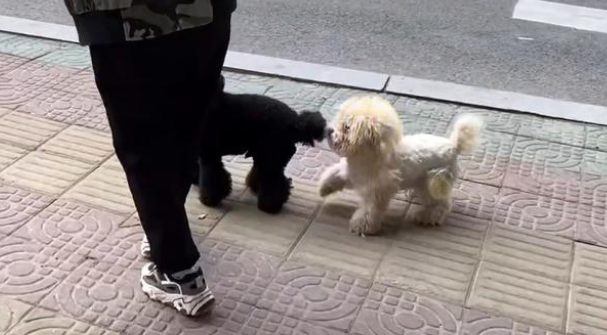 偶遇一只流浪狗,洗完澡颜值惊艳众人,凭实力收获铲屎官